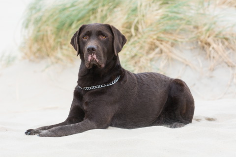 Bruine Labrador tijdens een huisdierreportage aan het strand