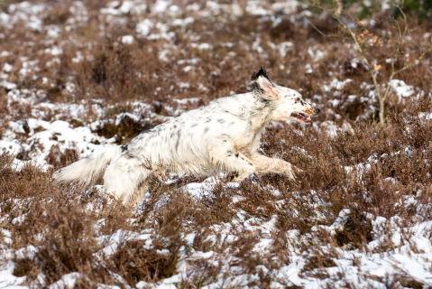 Huisdierreportage in de winter