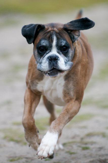 Huisdierreportage van een boxer (Winda)